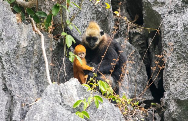 Cat Ba Langur